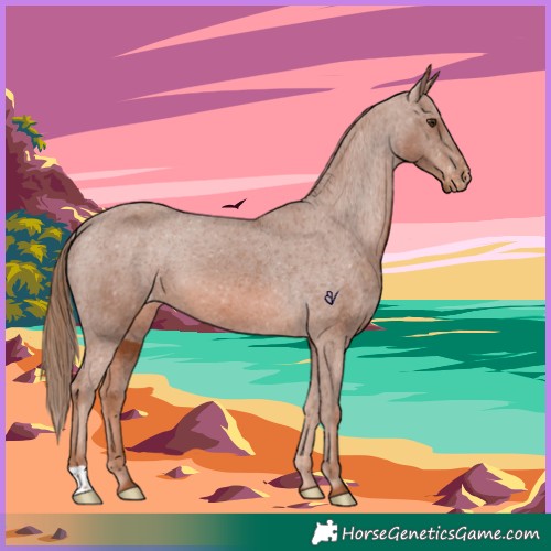 Horse Color:Chestnut Appaloosa 