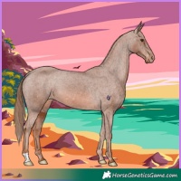Horse Color:Chestnut Appaloosa 