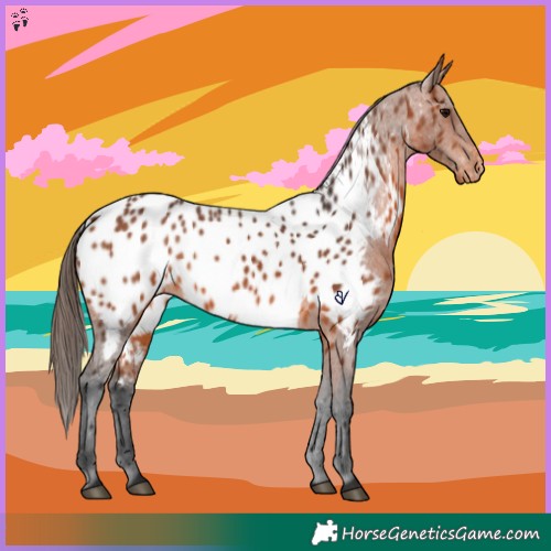 Horse Color:Bay Appaloosa 