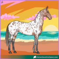Horse Color:Bay Near Leopard