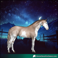 Horse Color:Black Pearl Sabino Splash