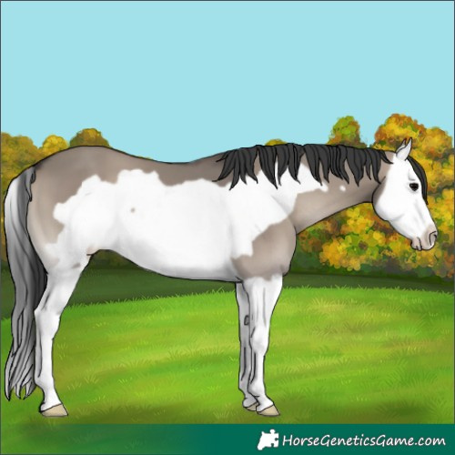 Horse Color:Grullo Onyx Splash Frame 