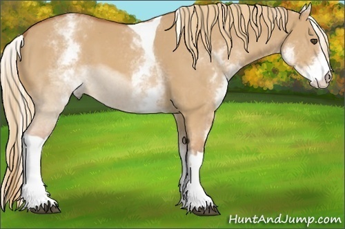 Horse Color:White Spotted Red Dun Tobiano 
