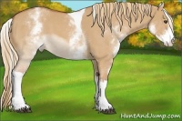 Horse Color:White Spotted Red Dun Tobiano