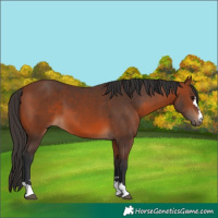 Horse Color:Bay 