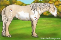 Horse Color:Gold Cream Champagne Roan Splash Frame