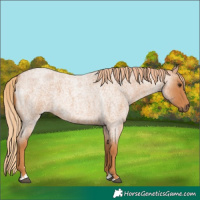 Horse Color:Red Roan