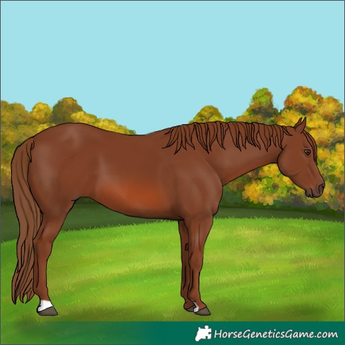Horse Color:Chestnut 