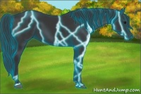Horse Color:Thunderstruck Black Sabino
