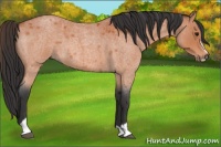 Horse Color:Bay Roan Sabino 
