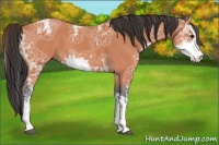 Horse Color:Bay Ice Sabino 