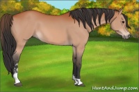 Horse Color:Bay Sabino 