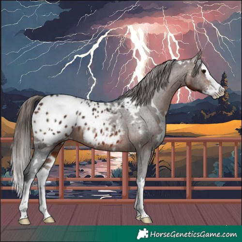 Horse Color:White Spotted Brown Sabino Splash Appaloosa 