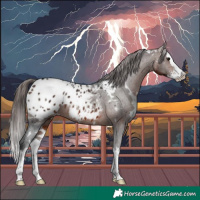 Horse Color:White Spotted Brown Sabino Splash Appaloosa 