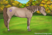 Horse Color:Black Pearl Sabino 