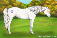 Horse Color:Silver Amber Champagne Roan Dun Splash Tobiano Frame Appaloosa Rabicano 