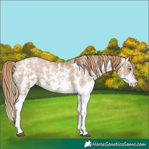 Horse Color:Black Pearl Sabino Varnish 