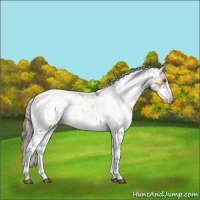 Horse Color:Black Pearl Sabino