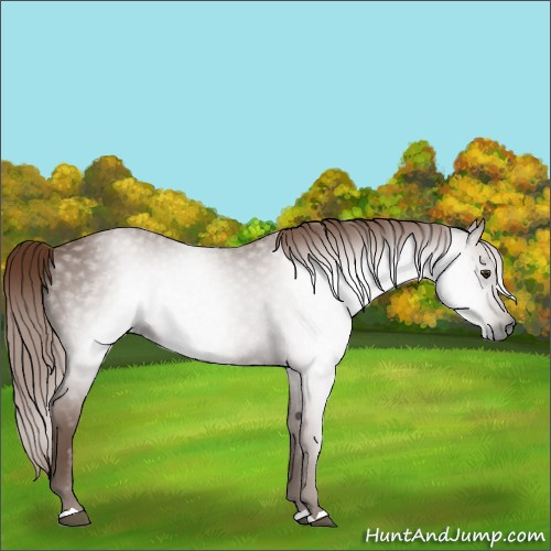 Horse Color:Gray Chestnut