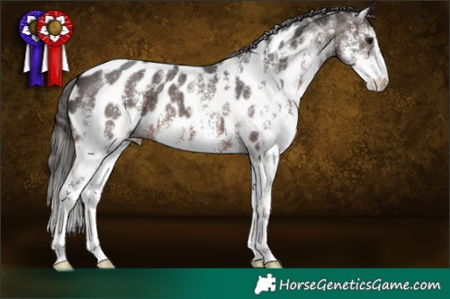 Horse Color:White Spotted Brown Appaloosa 