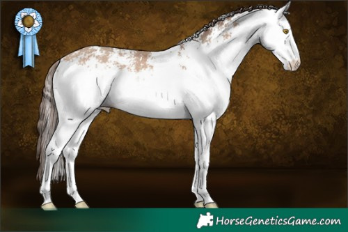 Horse Color:White Spotted Amber Champagne Appaloosa Rabicano 