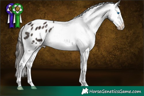 Horse Color:Liver Chestnut Splash Appaloosa 