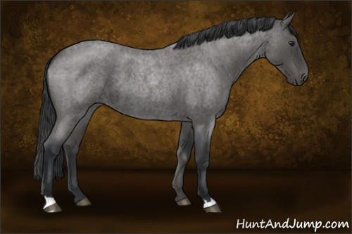 Horse Color:Blue Roan 