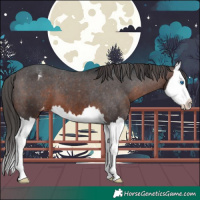 Horse Color:Brown Splash Varnish 