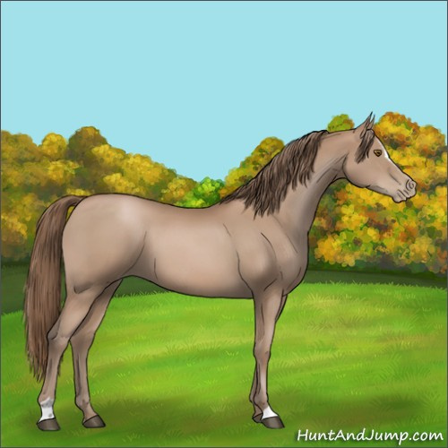 Horse Color:Black Pearl Sabino 