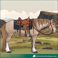 Horse Color:Black Pearl Sabino 