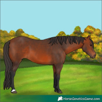 Horse Color:Bay 