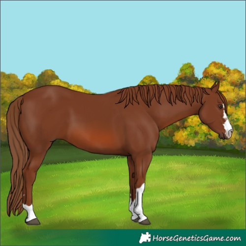 Horse Color:Chestnut 
