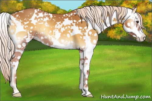 Horse Color:Palomino Onyx Sabino 
