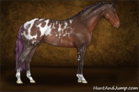 Horse Color:Painted Liver Chestnut Sabino Appaloosa Rabicano
