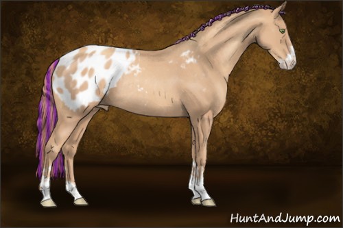 Horse Color:Painted Gold Champagne Sabino Appaloosa Rabicano 