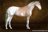 Horse Color:Painted Chestnut Sabino Splash Appaloosa Rabicano 