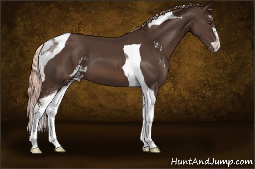 Horse Color:Liver Chestnut Sabino Tobiano Appaloosa 