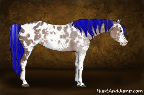 Horse Color:Painted Liver Chestnut Sabino Appaloosa Rabicano 