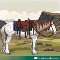 Horse Color:Bay Dun Splash Appaloosa 
