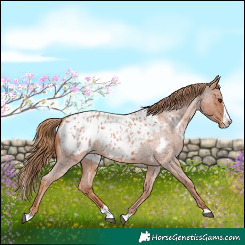 Horse Color:Red Roan Splash Appaloosa 