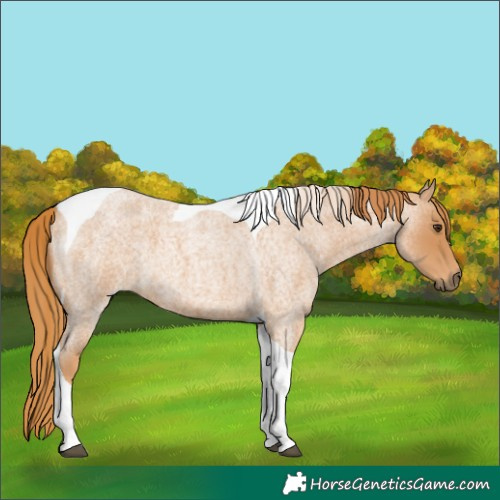 Horse Color:Red Roan Tobiano 