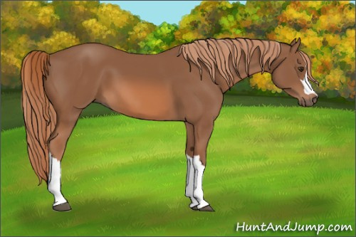 Horse Color:Chestnut 