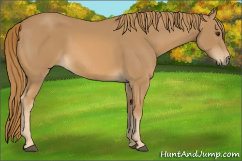 Horse Color:Chestnut Rabicano 