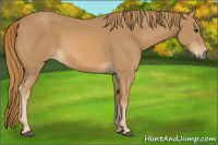 Horse Color:Chestnut Rabicano 