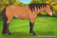 Horse Color:Buckskin Roan 