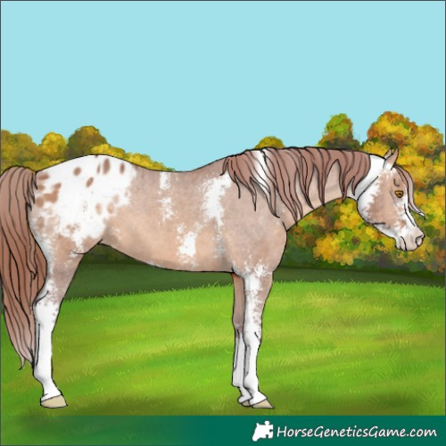 Horse Color:Chocolate Brown Dun Sabino Appaloosa 