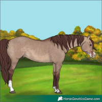 Horse Color:Chocolate Brown Dun Sabino 