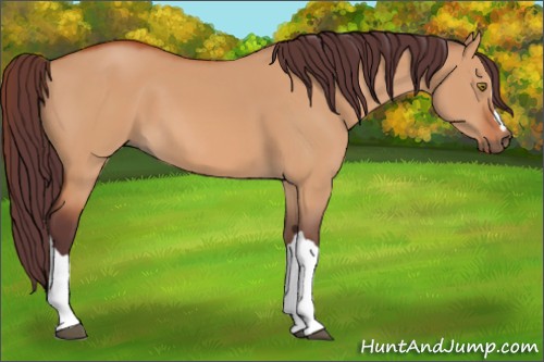 Horse Color:Chocolate Brown Dun 