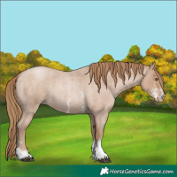 Horse Color:Blue Roan Pearl Sabino 
