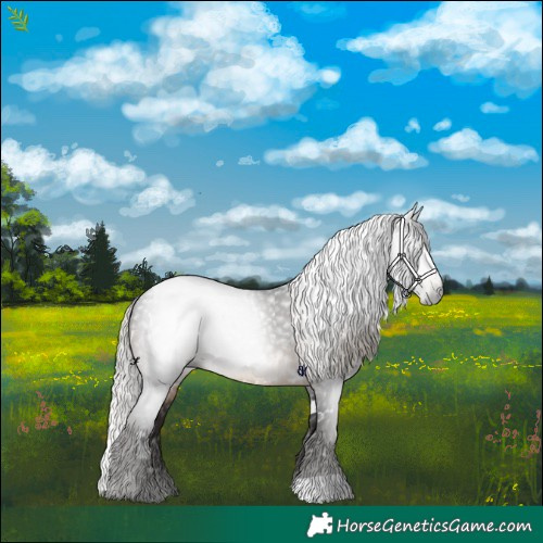 Horse Color:Gray White Spotted Silver Brown